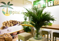 The Chamaedorea cataractarum of Tropical Seeds